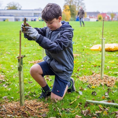 Tree Planting 5
